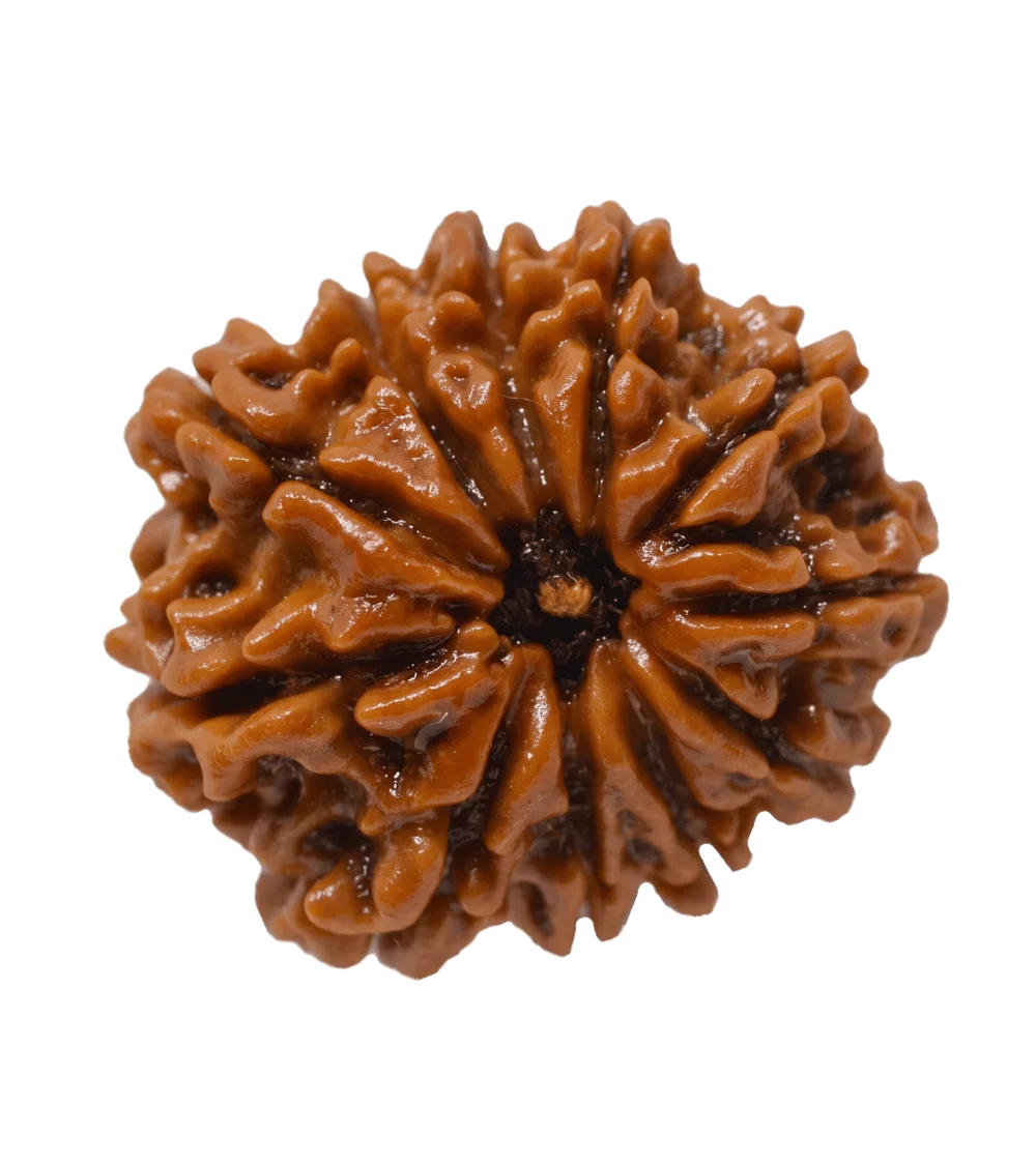 11 Mukhi Rudrakhs