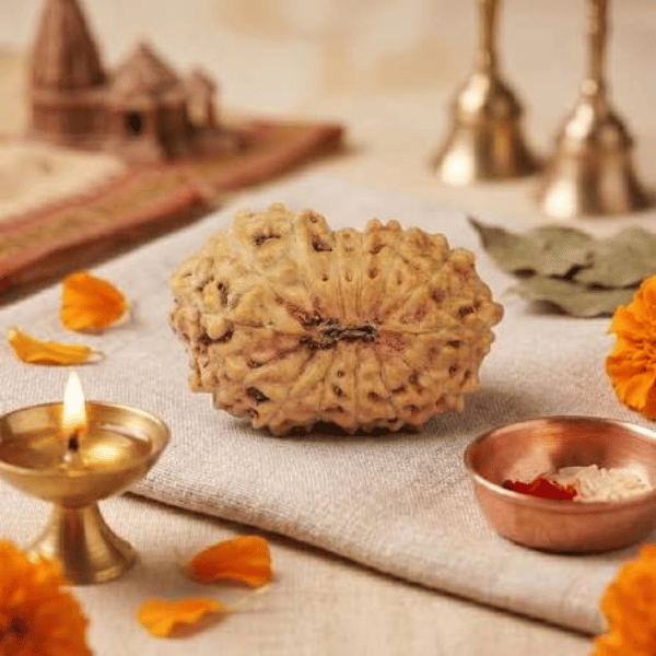 14 Mukhi Rudraksha